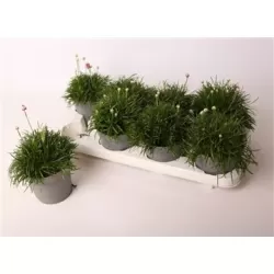 Armeria maritima Abbey Deep Rose P12