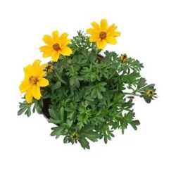 Bidens Yellow Charm P10.5
