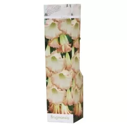 Brugmansia roze P9