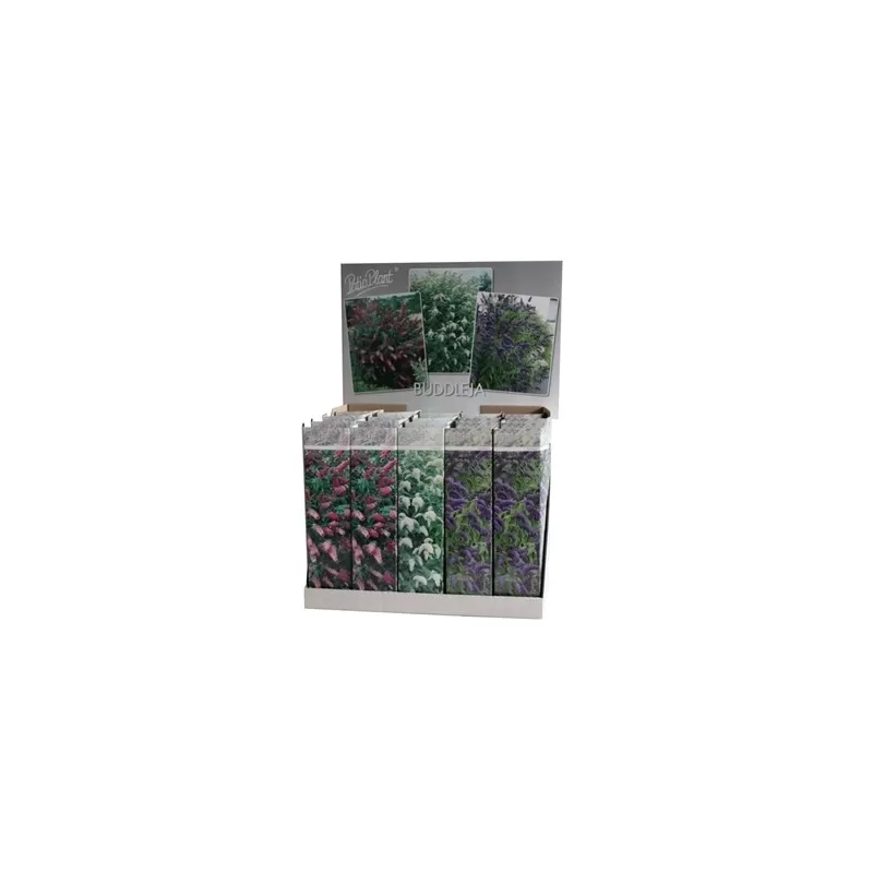 Buddleja tricolor (3 kleuren/pot) P12
