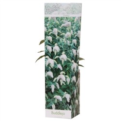 Buddleja White Profusion P9