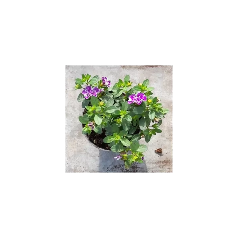 Calibrachoa Double Loopy Lavender  P10.5