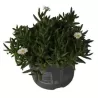 Delosperma Lido White P12
