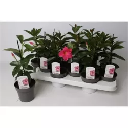 Dipladenia/Mandevilla Rio® Pink P10.5