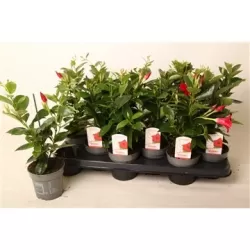 Dipladenia/Mandevilla Rio® Red P10.5