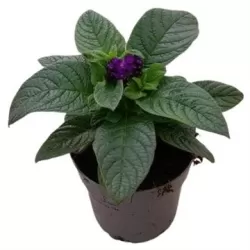 Heliotropium P10.5