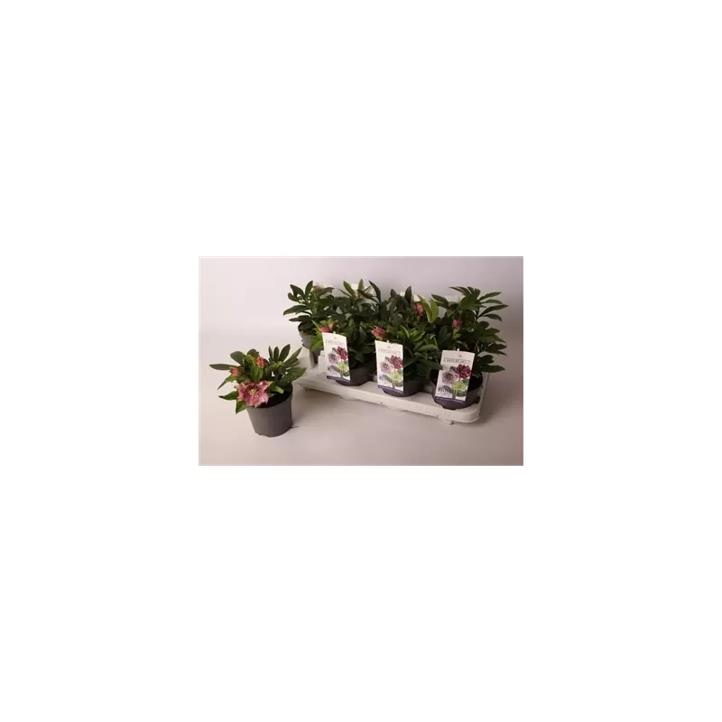 Helleborus orientalis dubbel roze P12