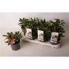 Helleborus orientalis dubbel roze P12