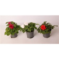 Impatiens Glimmer Bright Red (NEW)  P10.5