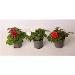Impatiens Glimmer Pink (NEW) P10.5