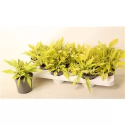 Ipomoea batatas groen P10.5