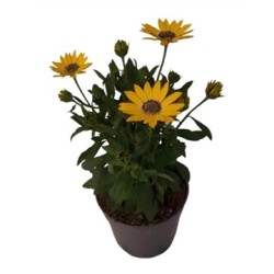 Osteospermum geel P10.5