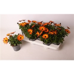 Osteospermum orange P10.5