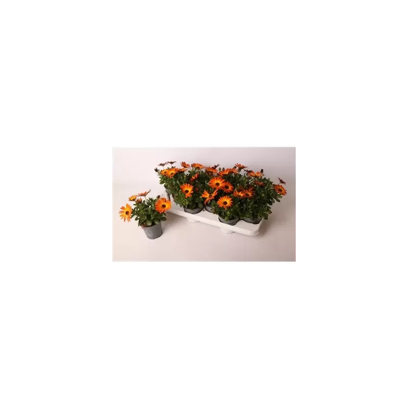 Osteospermum orange P10.5