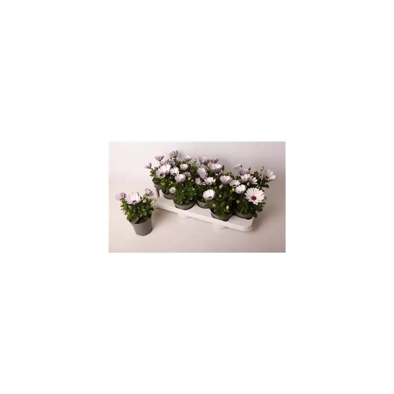 Osteospermum wit P10.5