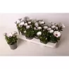 Osteospermum wit P10.5