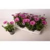 Osteospermum roze P10.5