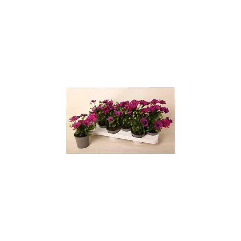 Osteospermum violet P10.5