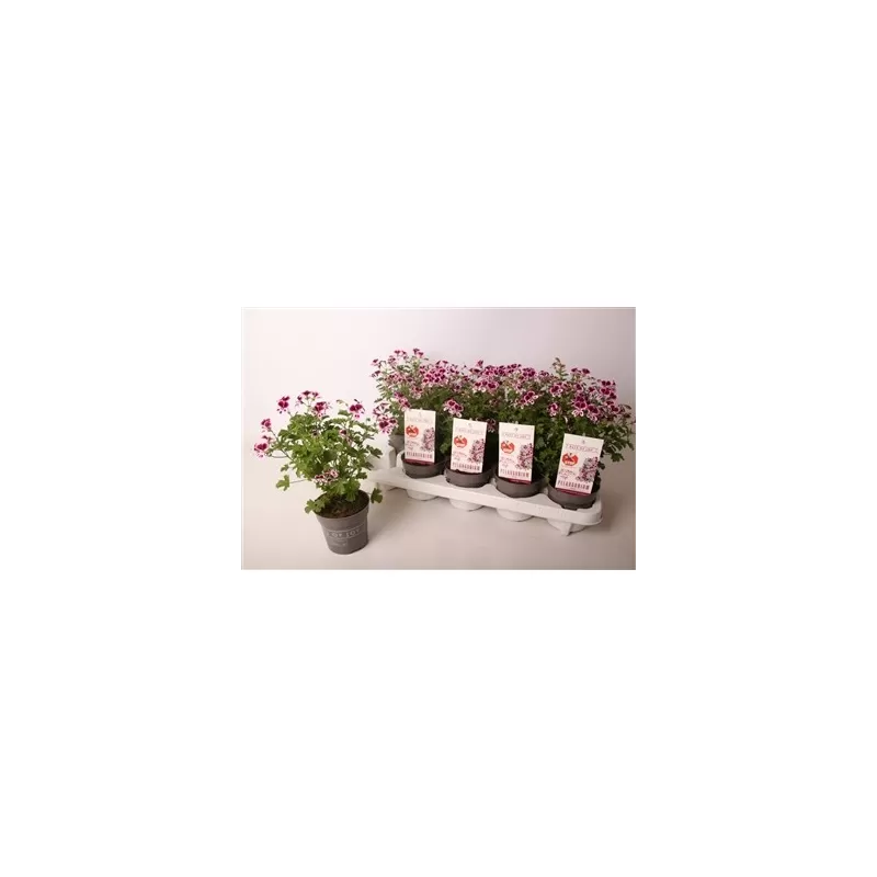 Pelargonium crispum Nova® P10.5