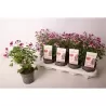 Pelargonium crispum Nova® P10.5