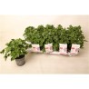 Pelargonium crispum Orange Fizz P10.5
