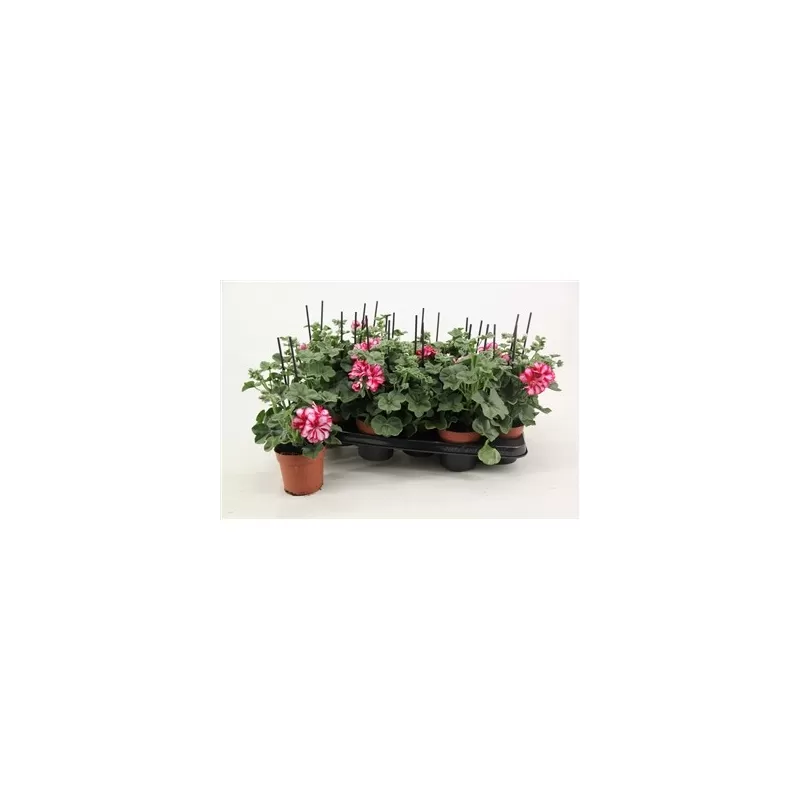 Pelargonium peltatum bicolor Nixe P10.5