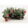 Pelargonium peltatum bicolor Nixe P10.5