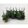 Pelargonium peltatum White P10.5