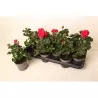 Pelargonium zon. Bernd  P10.5