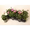 Pelargonium zon. Linus P10.5