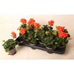 Pelargonium zon. Sylvia P10.5