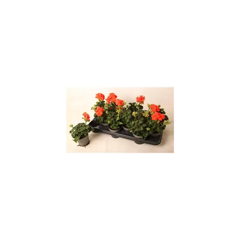 Pelargonium zon. Sylvia P10.5