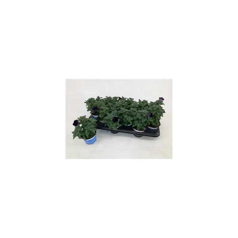 Petunia Alpetunia® Dark Blue P10.5
