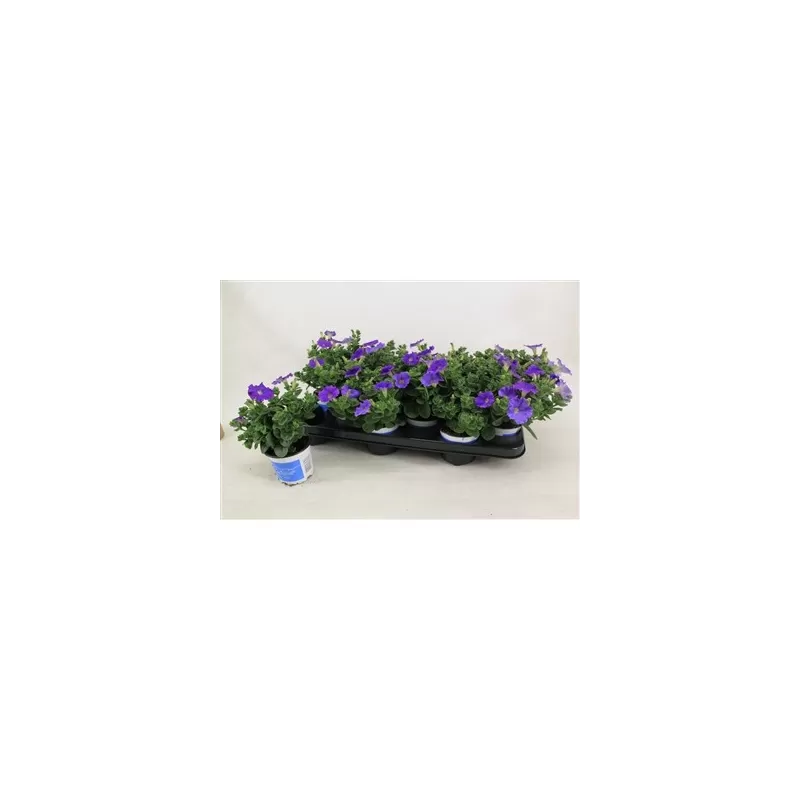 Petunia Alpetunia® Light Blue P10.5