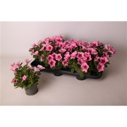 Petunia Alpetunia® Pink P10.5