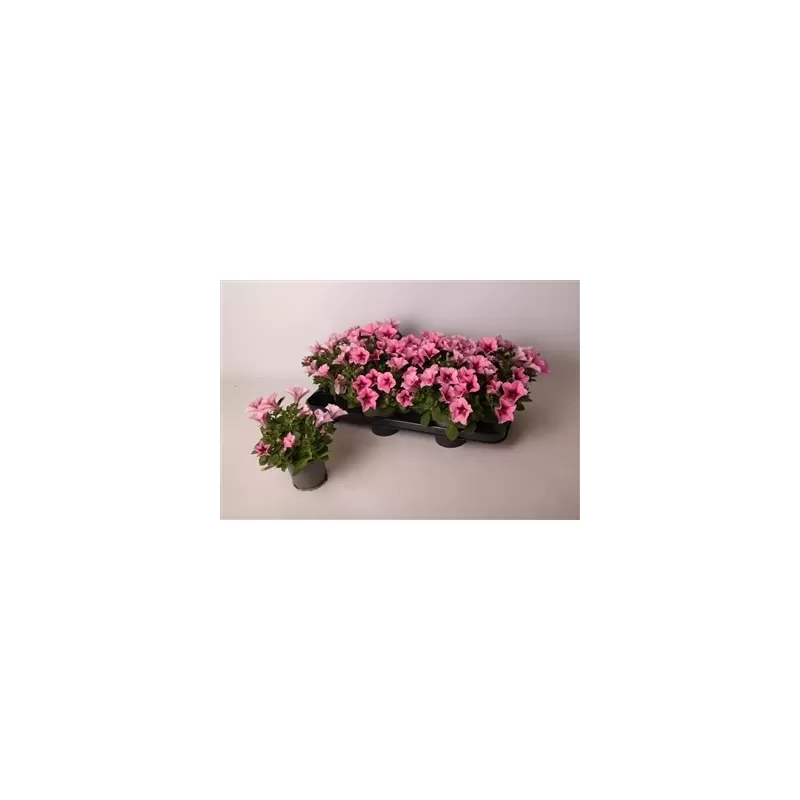 Petunia Alpetunia® Pink P10.5