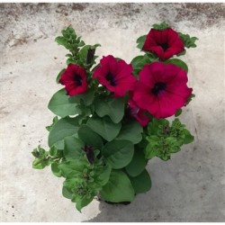Petunia Alpetunia® Purple P10.5