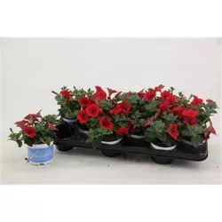 Petunia Alpetunia® Red P10.5