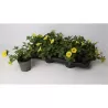 Petunia Bee s Knees Yellow P10.5