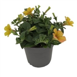 Petunia Cascadia® Indian Summer P10.5