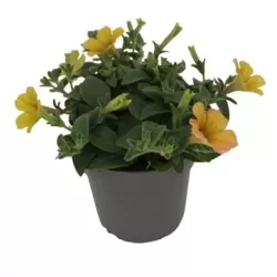 Petunia Cascadia® Indian Summer P10.5