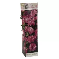 Rhododendron Roseum Elegans P9