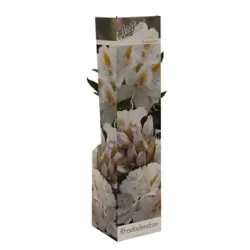 Rhododendron Cunningham s white P9
