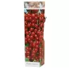 Ribes rubrum P9