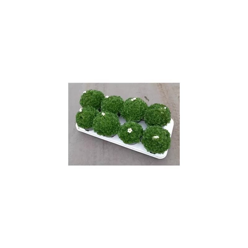 Saxifraga White P12