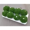 Saxifraga White P12