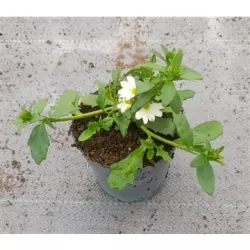 Scaevola White P10.5