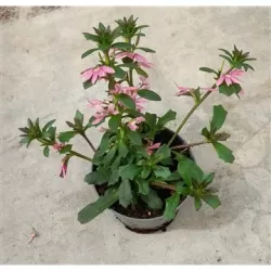 Scaevola Pink P10.5