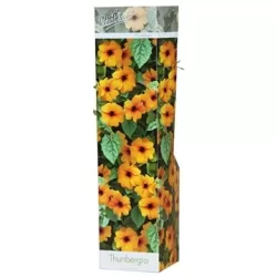 Thunbergia alata Orange Star P10.5