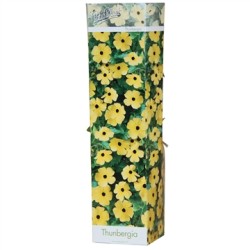 Thunbergia alata Lemon Star  P10.5